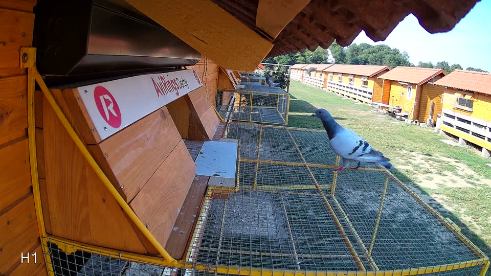 Pigeon Arrival Image For Race Race 1
