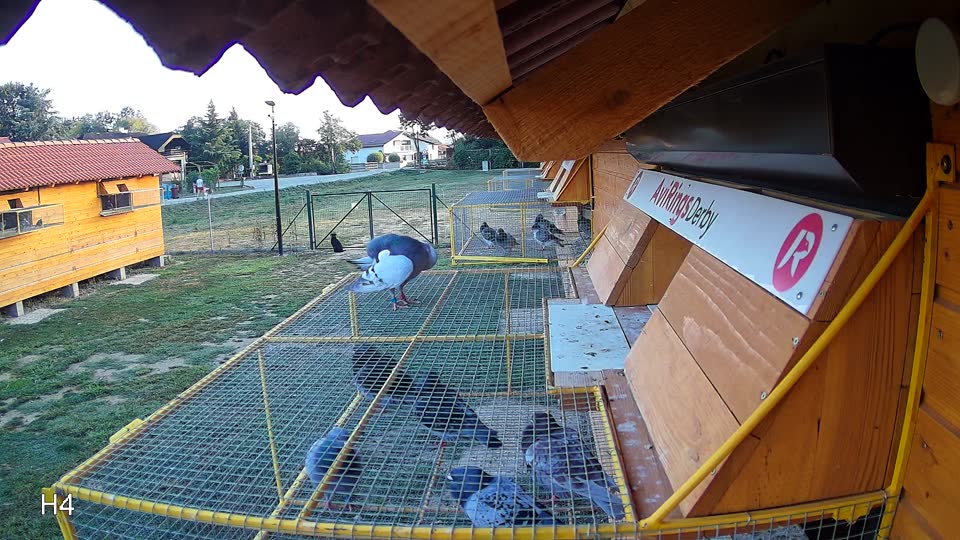 Pigeon Arrival Image For Race Race 5