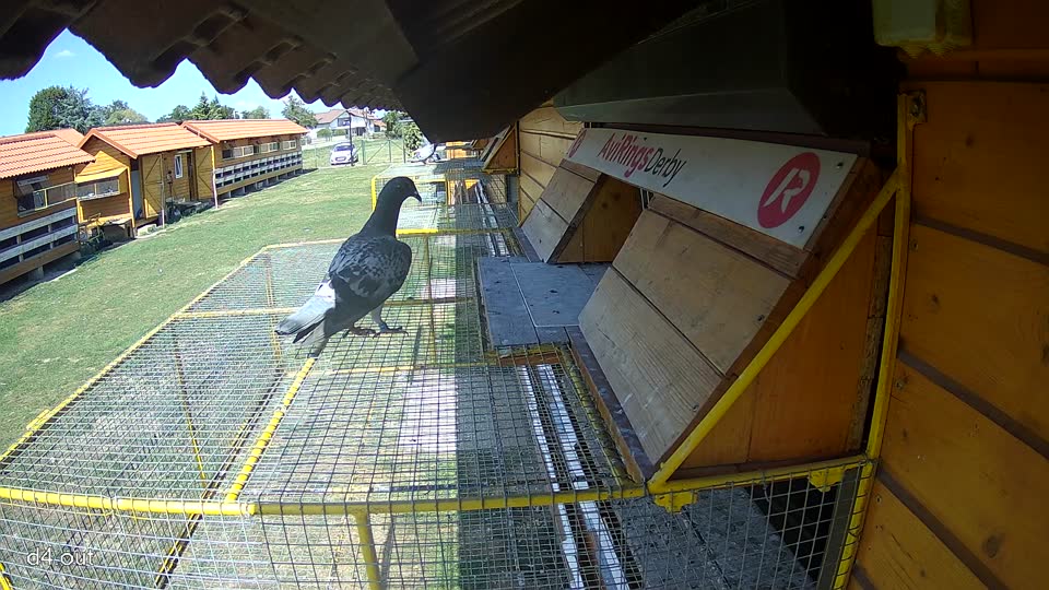 Pigeon Arrival Image For Race Race 5