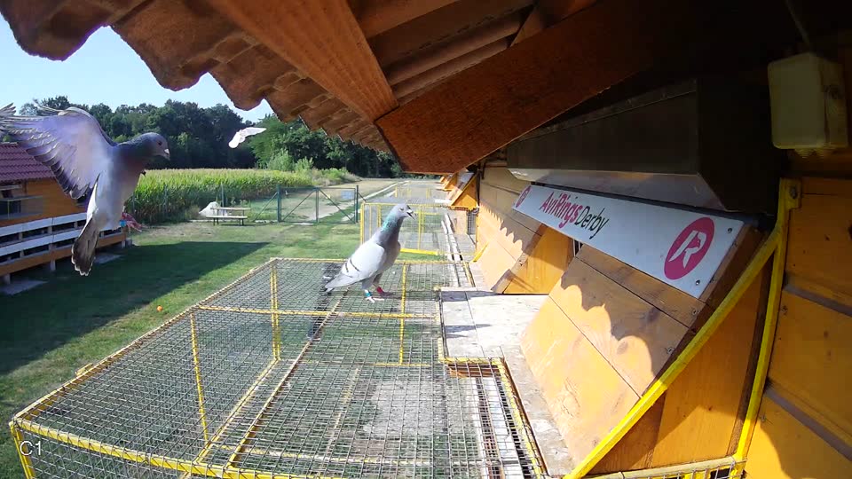 Pigeon Arrival Image For Race Race 1