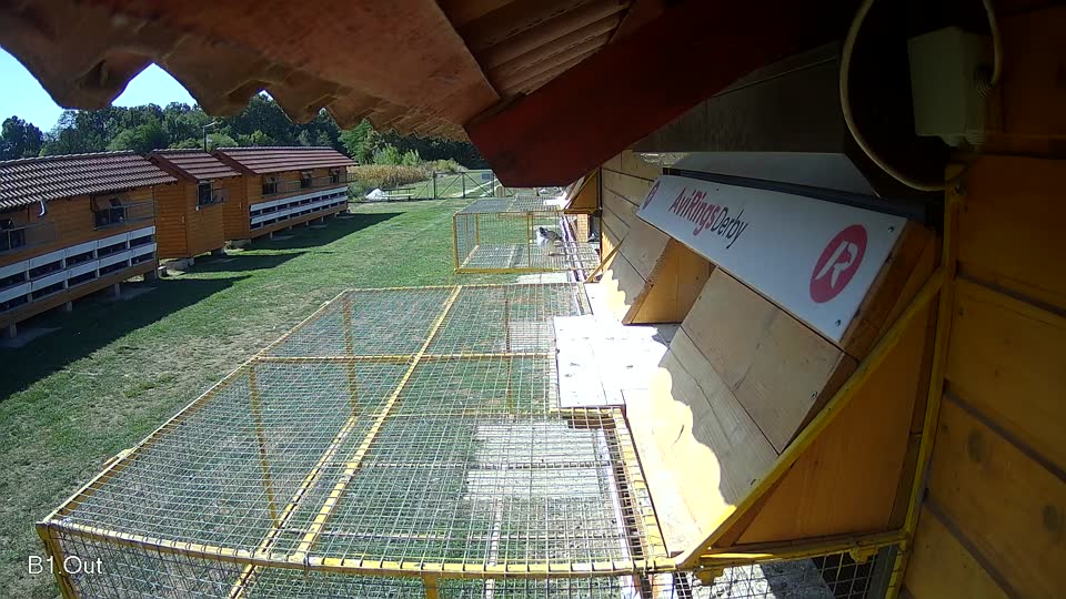 Pigeon Arrival Image For Race Race 5