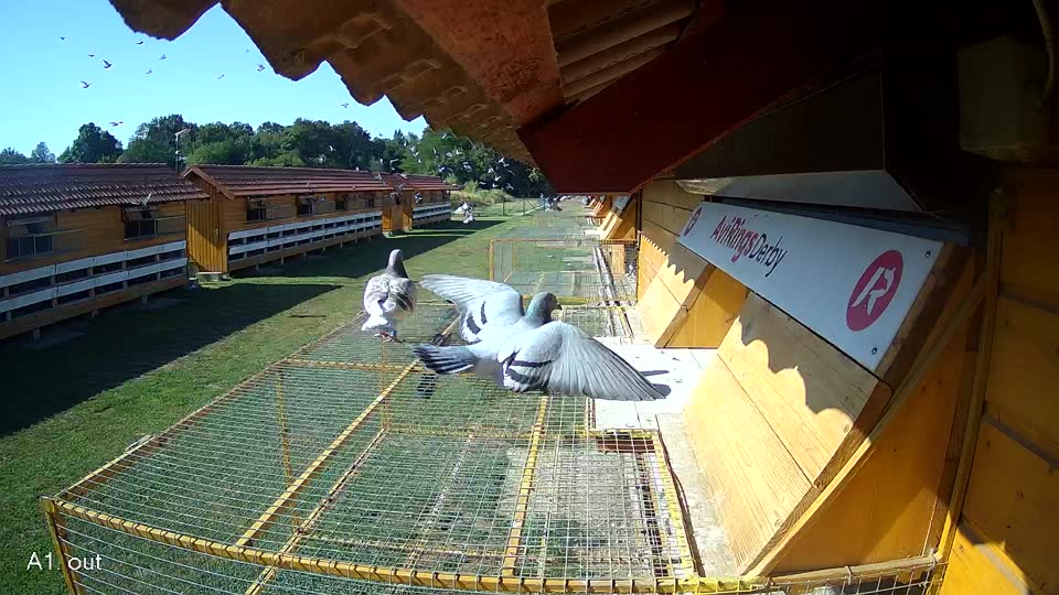 Pigeon Arrival Image For Race Race 2