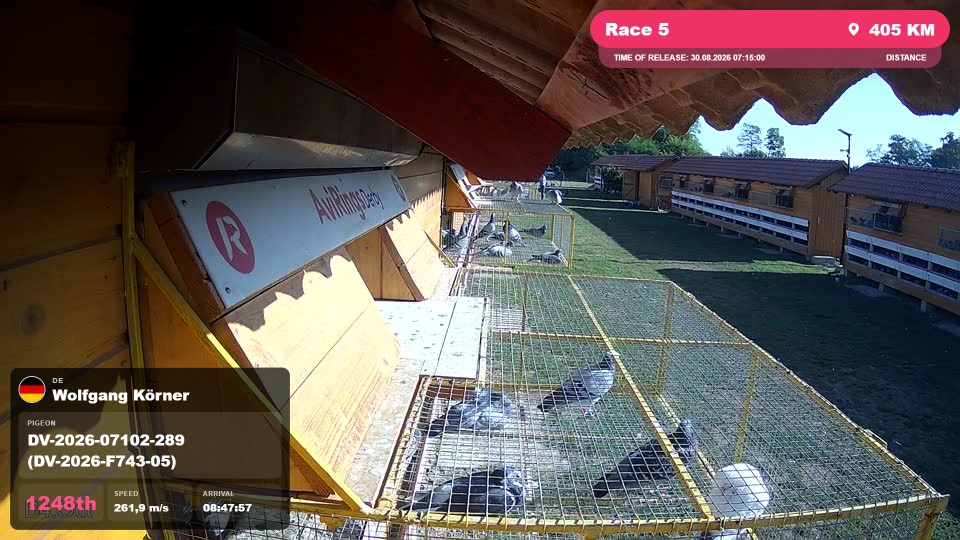 Pigeon Arrival Image For Race Race 5