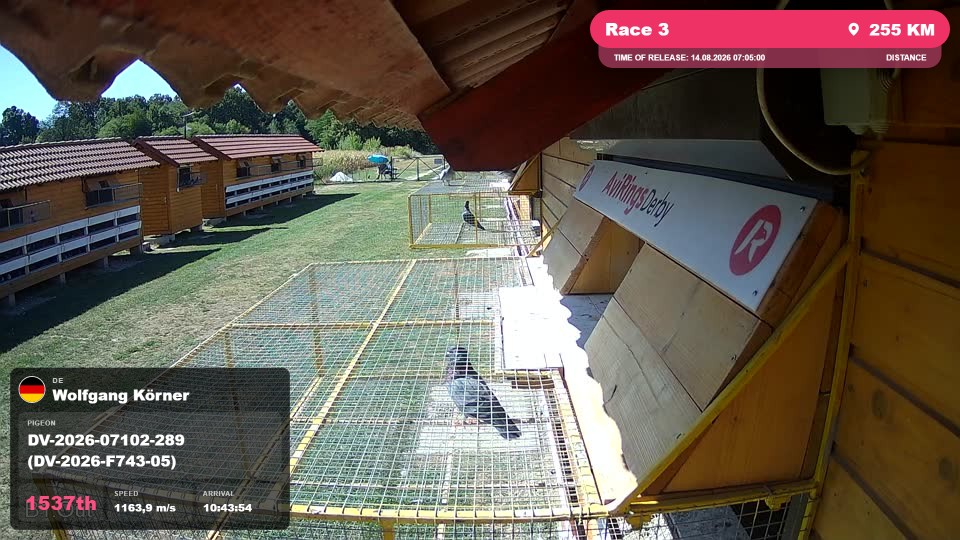 Pigeon Arrival Image For Race Race 3