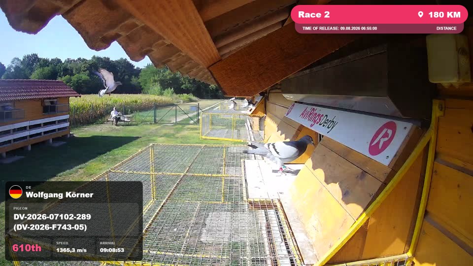 Pigeon Arrival Image For Race Race 2