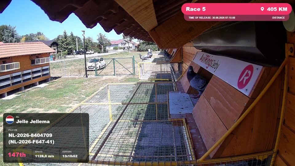 Pigeon Arrival Image For Race Race 5
