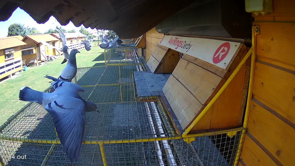 Pigeon Arrival Image For Race Race 3