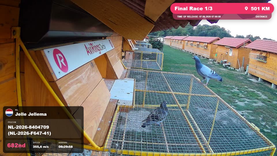Pigeon Arrival Image For Race Final Race 1/3