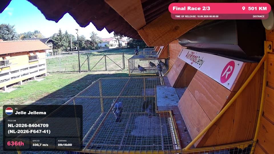 Pigeon Arrival Image For Race Final Race 2/3