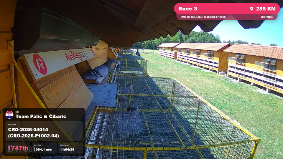 Pigeon Arrival Image For Race Race 3