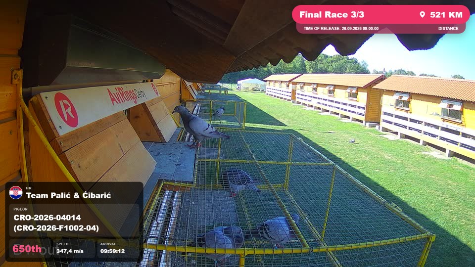 Pigeon Arrival Image For Race Final Race 3/3