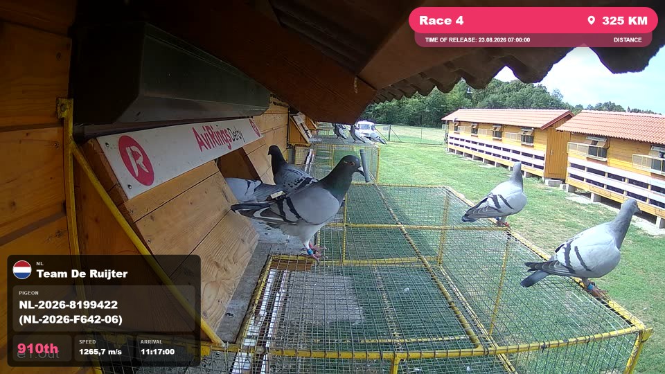 Pigeon Arrival Image For Race Race 4