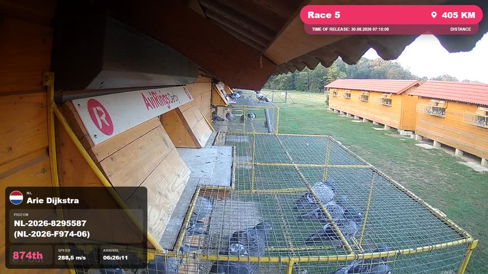 Pigeon Arrival Image For Race Race 5