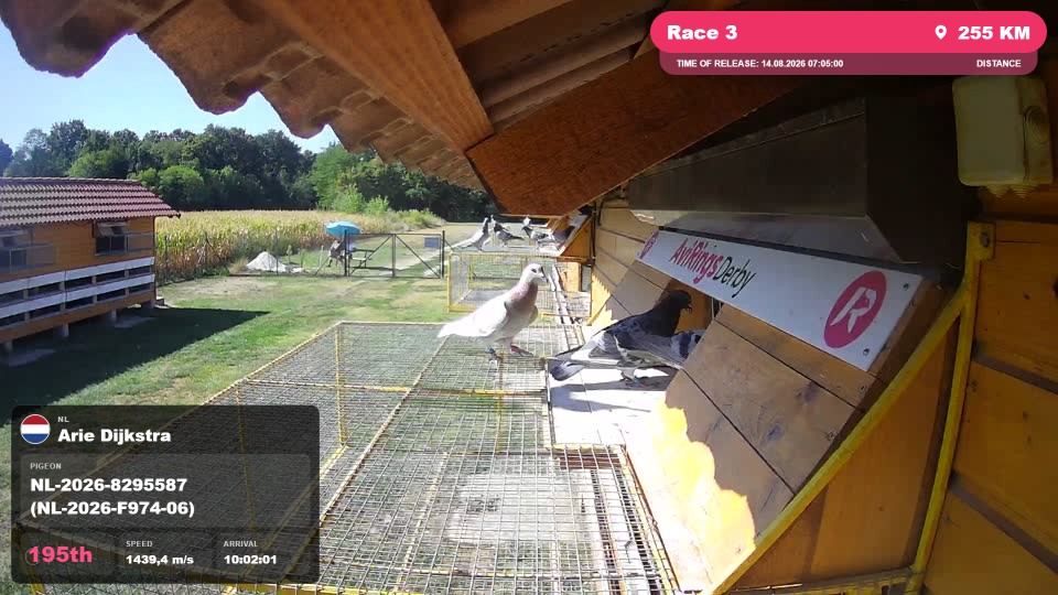 Pigeon Arrival Image For Race Race 3