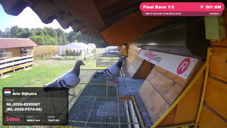 Pigeon Arrival Image For Race Final Race 1/3