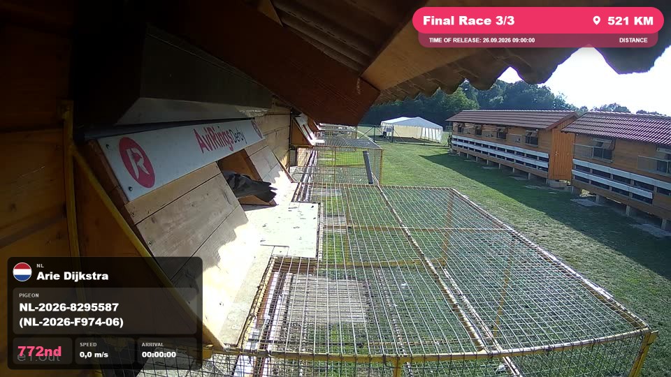 Pigeon Arrival Image For Race Final Race 3/3