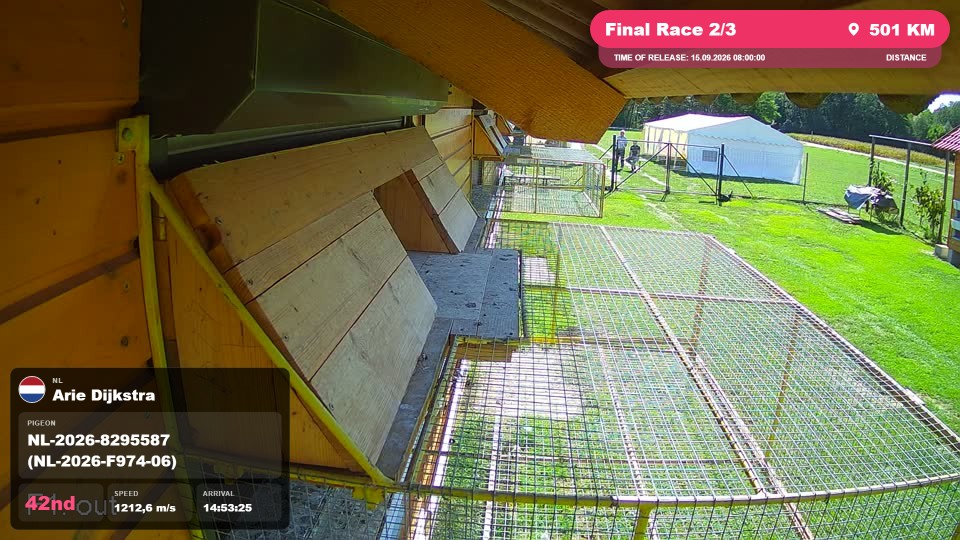 Pigeon Arrival Image For Race Final Race 2/3