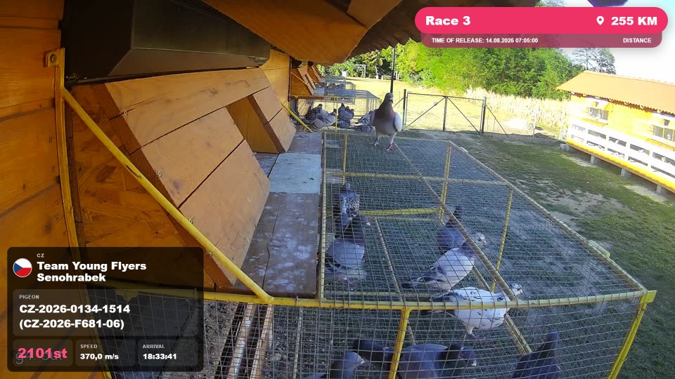 Pigeon Arrival Image For Race Race 3