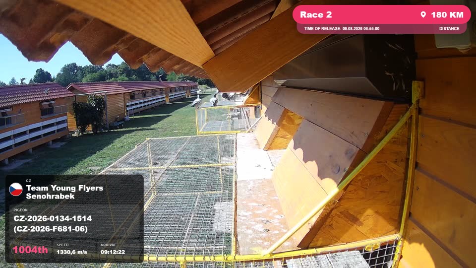 Pigeon Arrival Image For Race Race 2