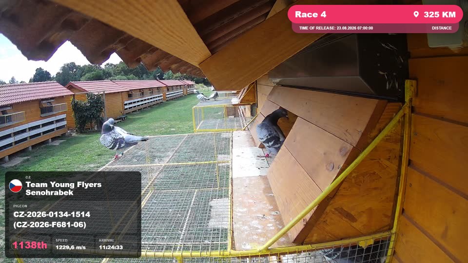 Pigeon Arrival Image For Race Race 4