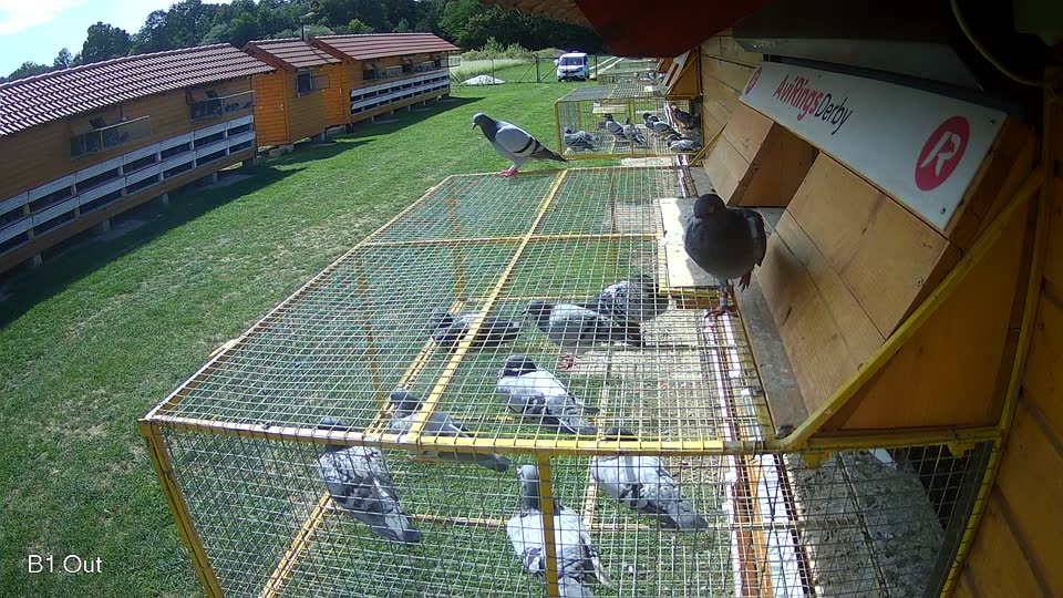 Pigeon Arrival Image For Race Race 6