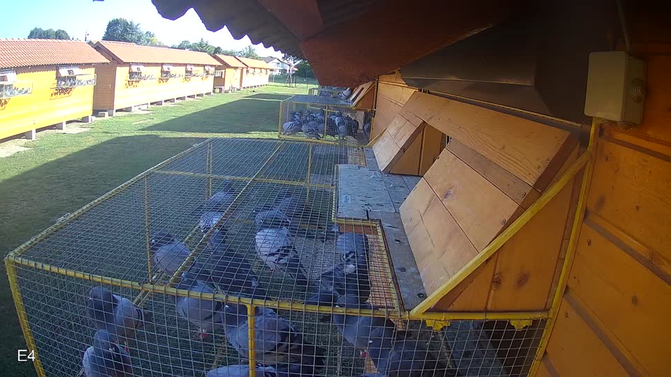 Pigeon Arrival Image For Race Race 4