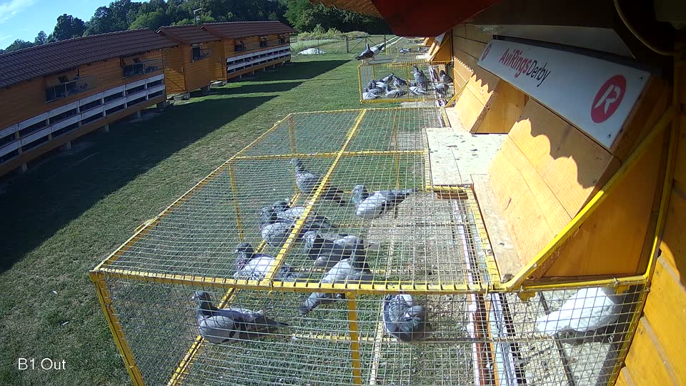 Pigeon Arrival Image For Race Race 5
