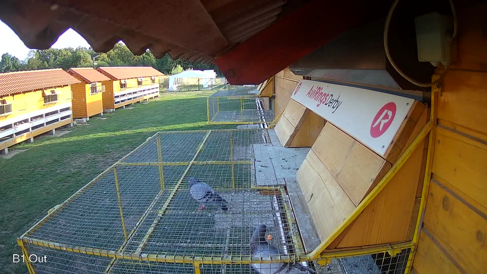 Pigeon Arrival Image For Race Final Race 1/3