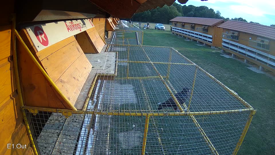 Pigeon Arrival Image For Race Race 4