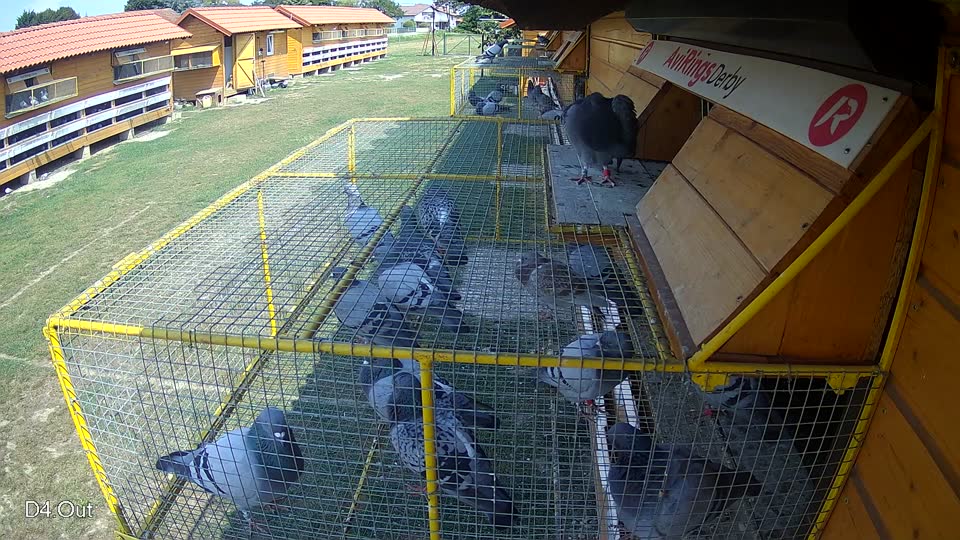 Pigeon Arrival Image For Race Race 4