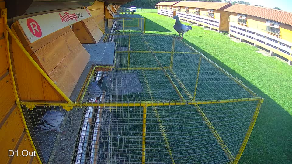 Pigeon Arrival Image For Race Final race 2