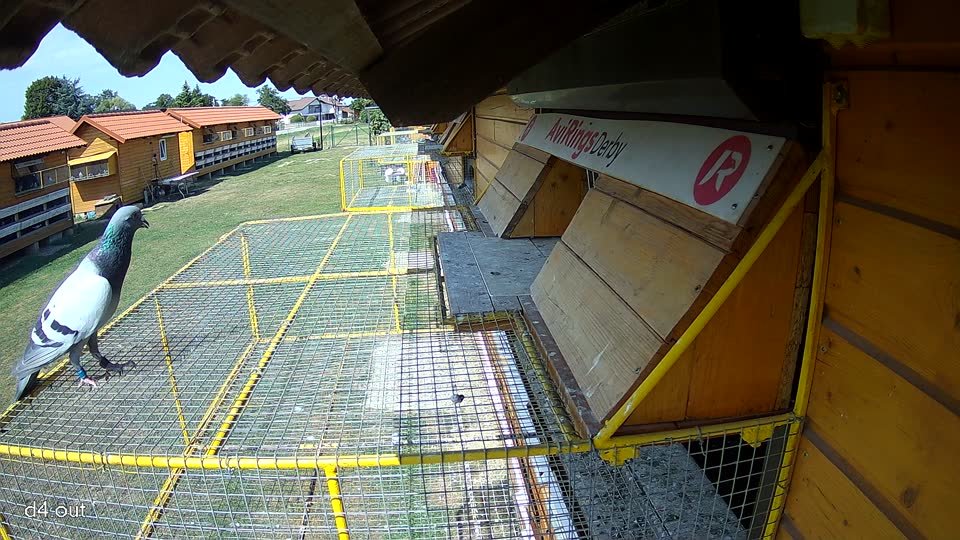 Pigeon Arrival Image For Race Race 1