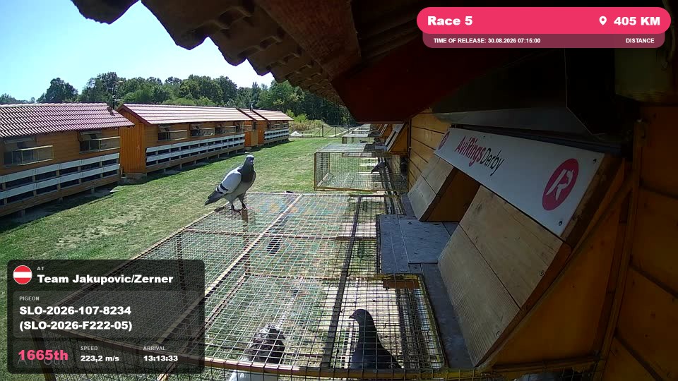 Pigeon Arrival Image For Race Race 5