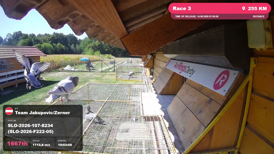Pigeon Arrival Image For Race Race 3