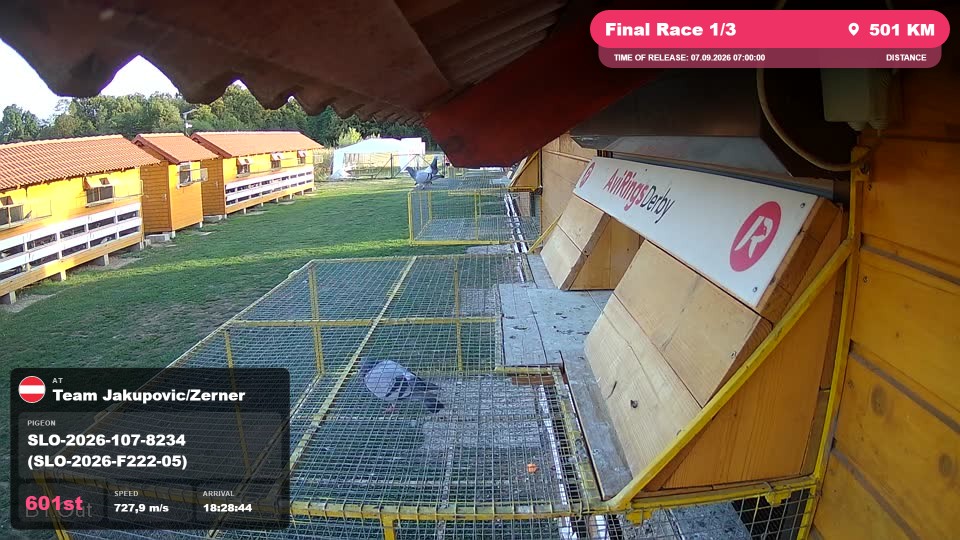 Pigeon Arrival Image For Race Final Race 1/3
