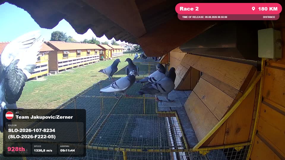 Pigeon Arrival Image For Race Race 2