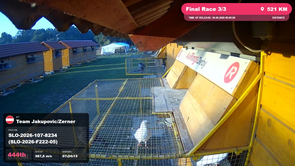 Pigeon Arrival Image For Race Final Race 3/3