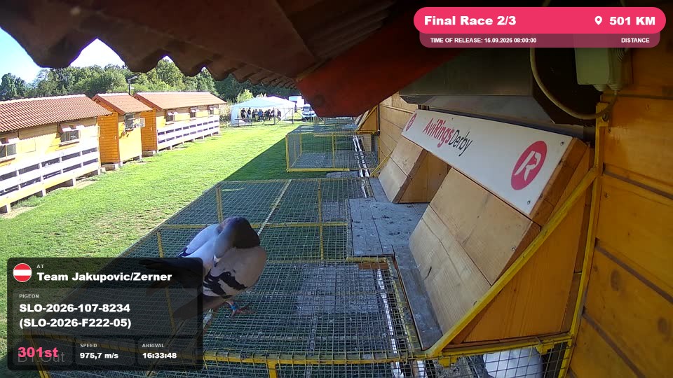 Pigeon Arrival Image For Race Final Race 2/3