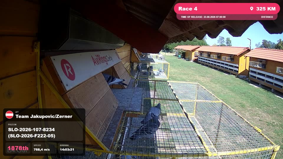 Pigeon Arrival Image For Race Race 4
