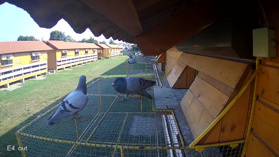 Pigeon Arrival Image For Race Race 1