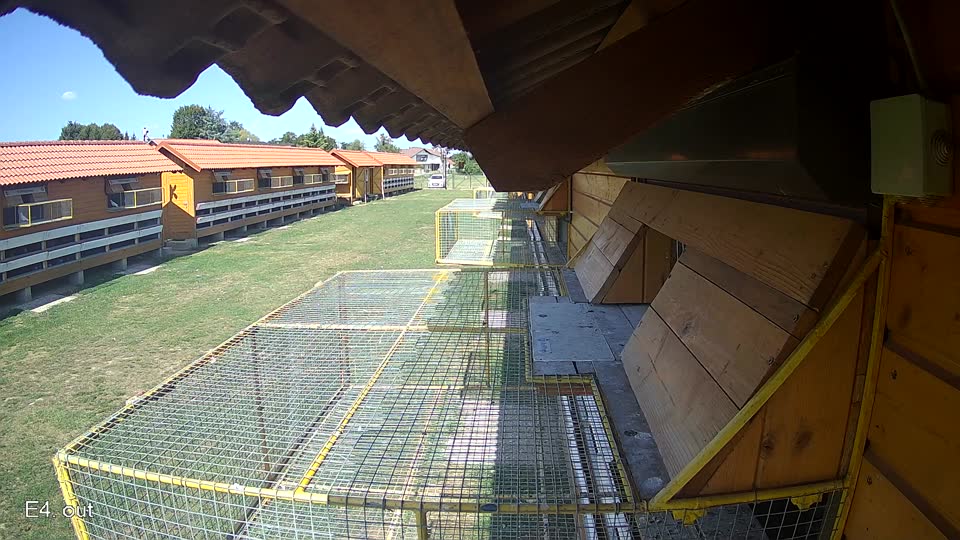 Pigeon Arrival Image For Race Race 5