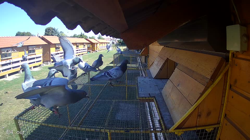 Pigeon Arrival Image For Race Race 3