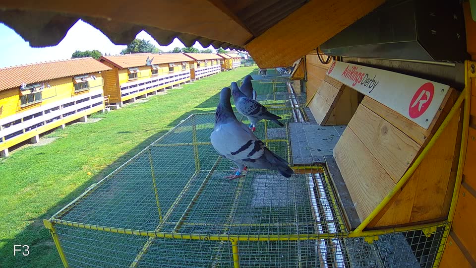 Pigeon Arrival Image For Race Race 1