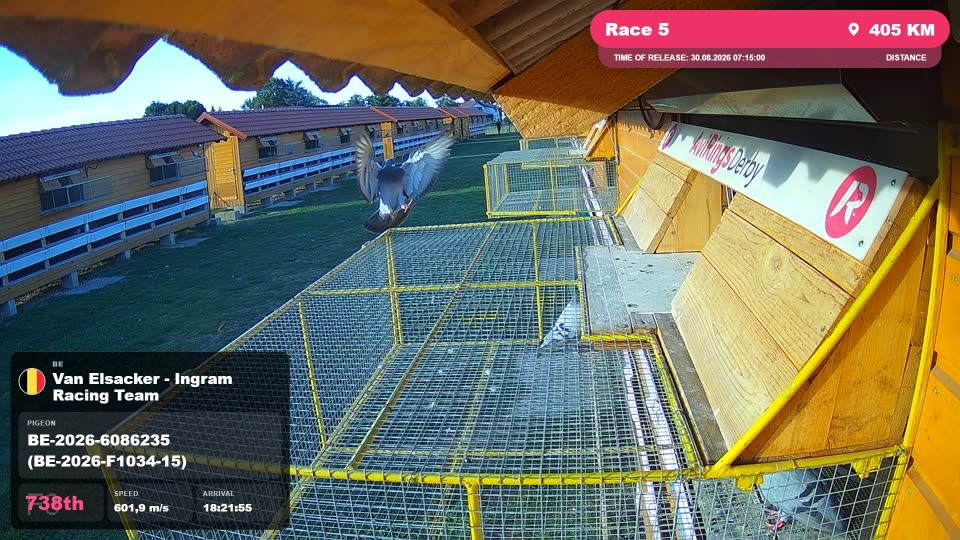 Pigeon Arrival Image For Race Race 5