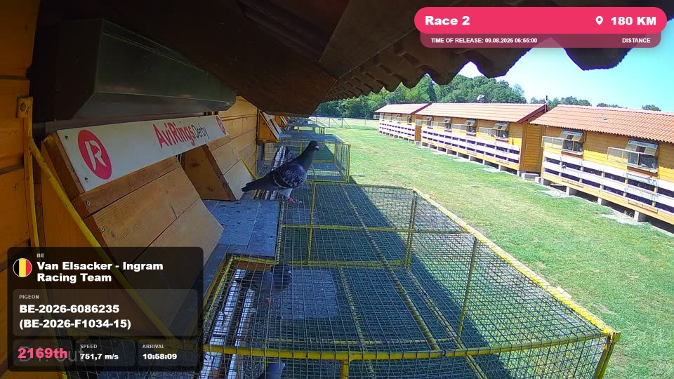 Pigeon Arrival Image For Race Race 2