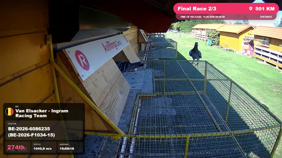 Pigeon Arrival Image For Race Final Race 2/3