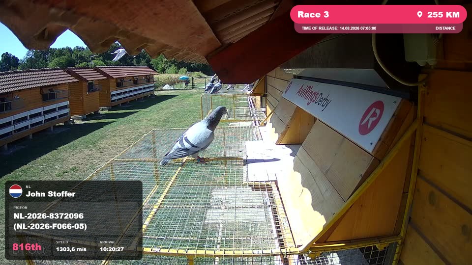 Pigeon Arrival Image For Race Race 3