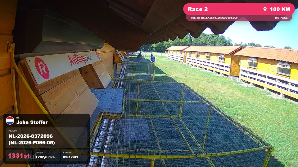 Pigeon Arrival Image For Race Race 2