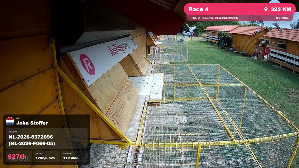 Pigeon Arrival Image For Race Race 4