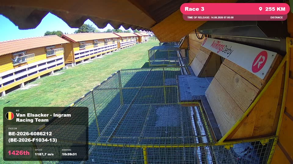 Pigeon Arrival Image For Race Race 3